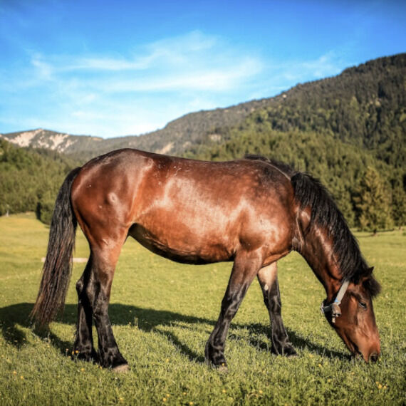 Original image of a horse png